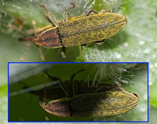 Réf. 353 705 : Lixus filiformis